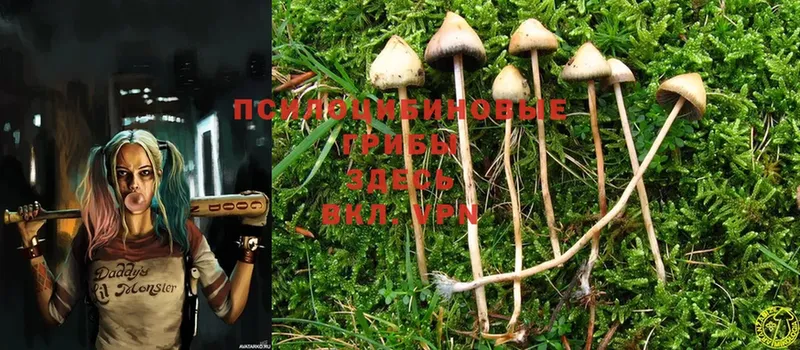 Галлюциногенные грибы Psilocybine cubensis  дарк нет клад  Арск 